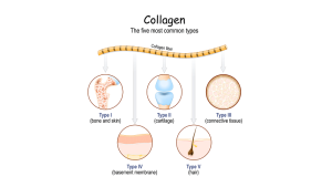 انواع مختلف کلاژن در بدن